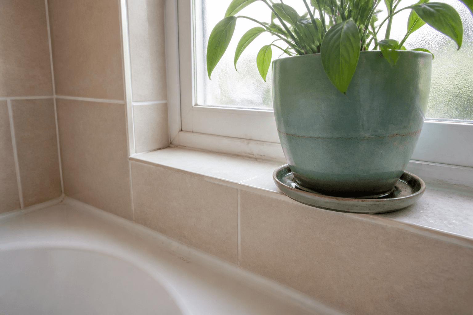 Pot on a tiled sill with a damp saucer and a water ring