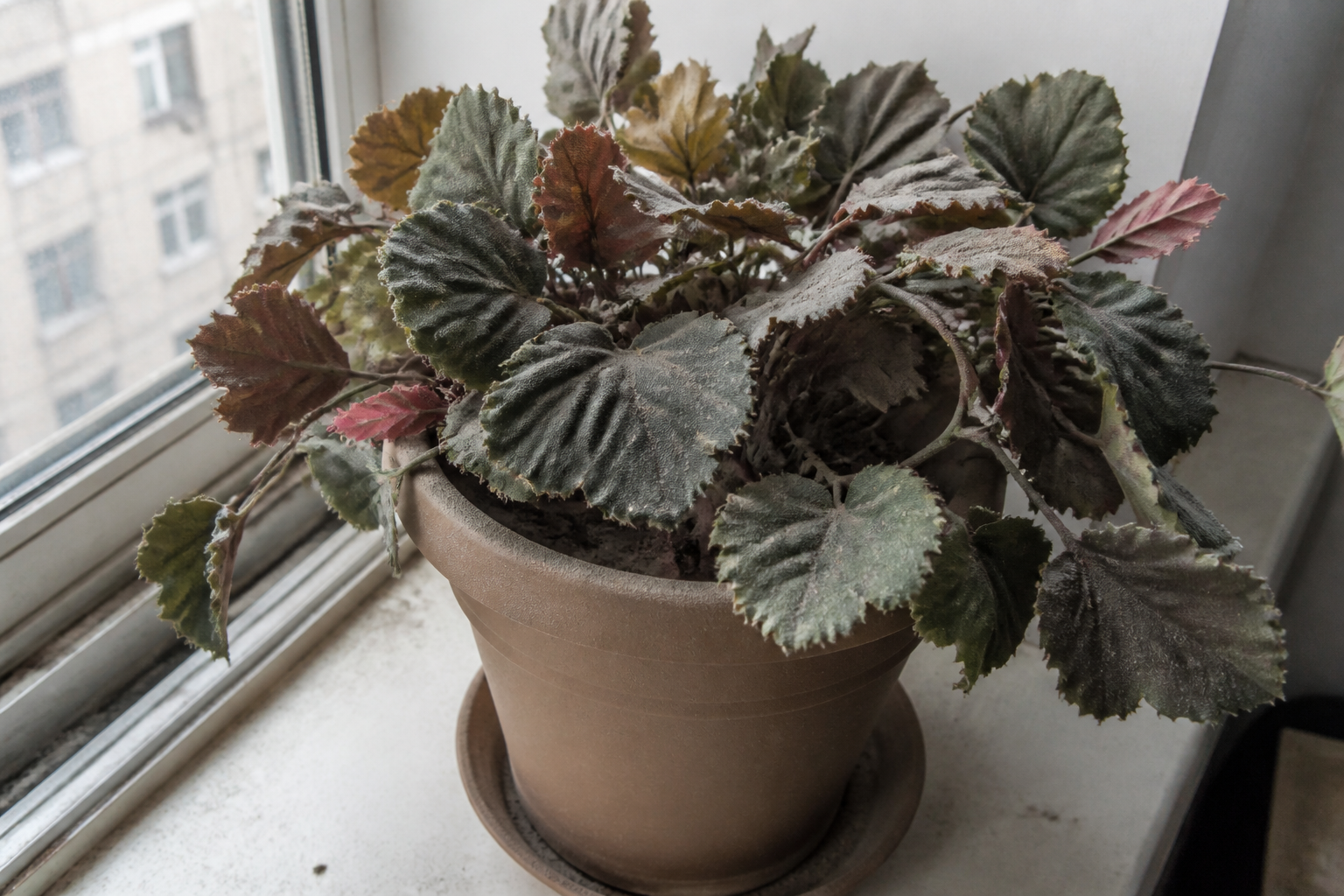 Dusty silk plant with faded plastic leaves in a cheap pot on a windowsill